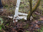 Pullerbear Tree Puller and Weed Puller - image 8