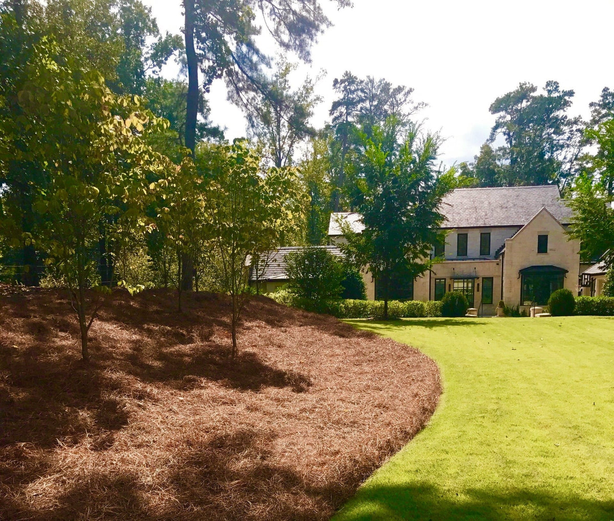 Premium Long Needle / Pine Straw Mulch / 300 Sqft - image 2