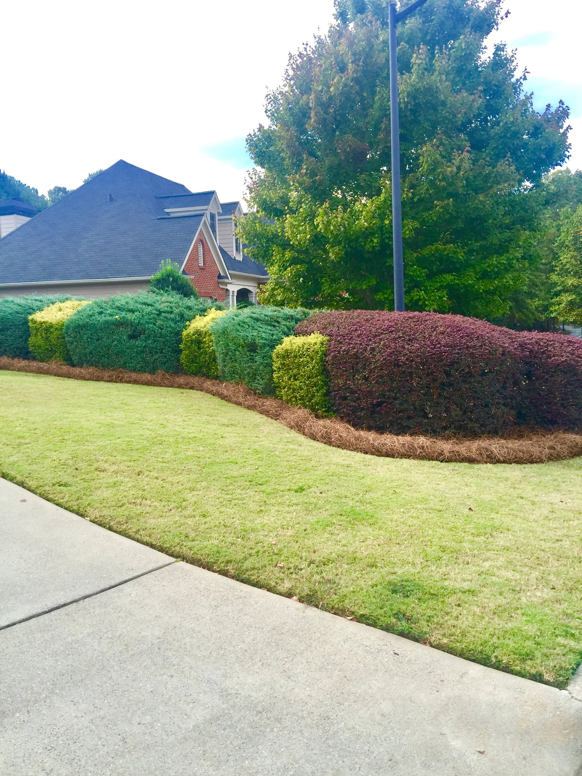 Premium Long Needle / Pine Straw Mulch / 300 Sqft - image 6