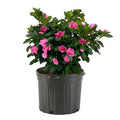 EG 1G Azalea Evergreen Shrub, Size: 2.5 qt, Pink - image 1