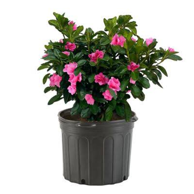 EG 1G Azalea Evergreen Shrub, Size: 2.5 qt, Pink - image 1