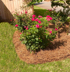 Premium Long Needle / Pine Straw Mulch / 300 Sqft - image 5