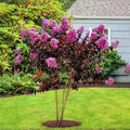 Black Diamond 1 gal. Lavender Lace Crape Myrtle Tree - image 1