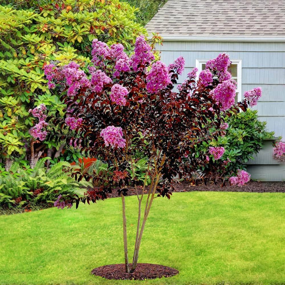 Black Diamond 1 gal. Lavender Lace Crape Myrtle Tree - image 1